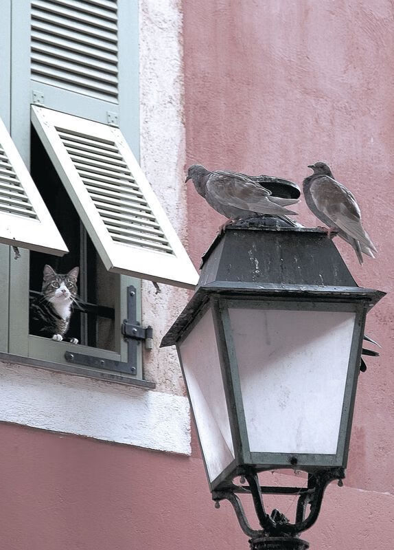 世界青年自行车挑战赛吸引众多青少年参与,青年自行车比赛