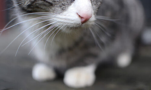 全国青少年越野滑雪赛在哈尔滨成功举办,2020—2021全国越野滑雪冠军赛