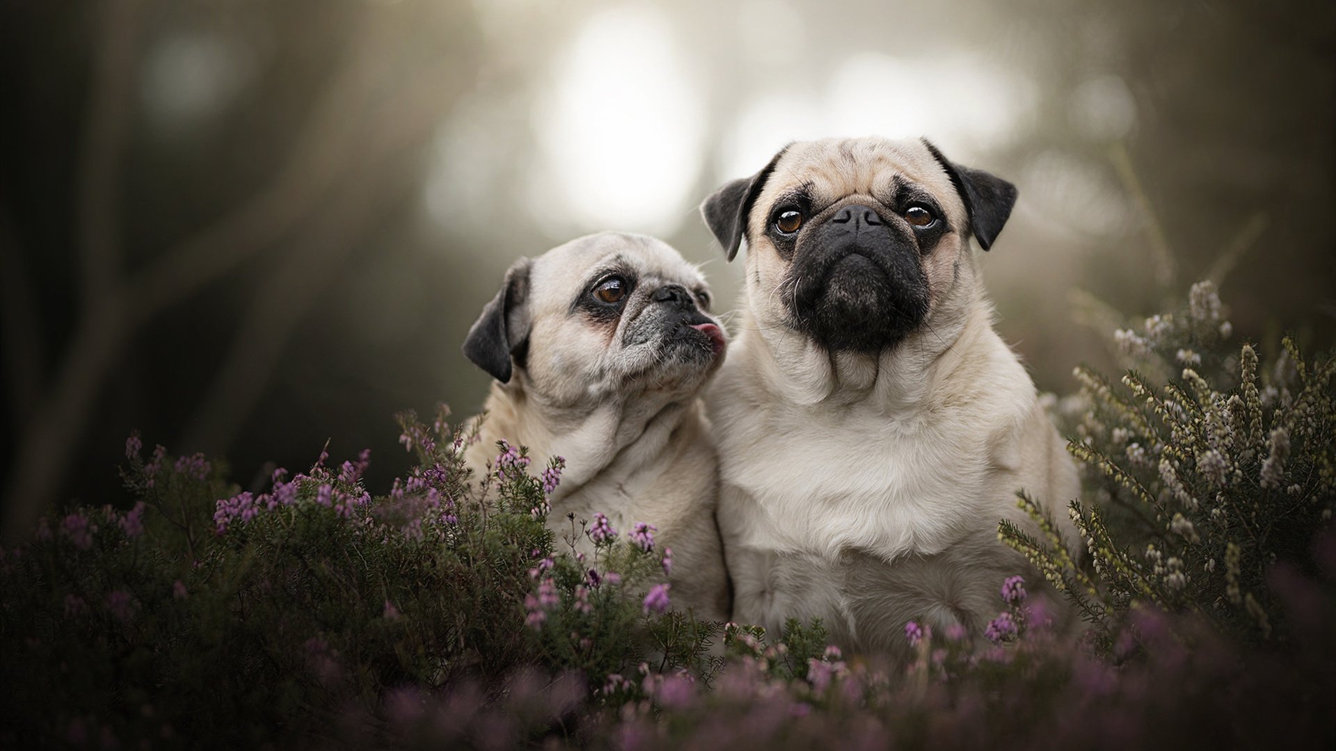 意甲裁判团队开展多国裁判语境一致性训练营提升执法质量,意大利裁判员