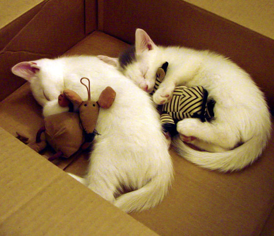 校园体育设施智能化监控系统设计,学校体育硬件设施