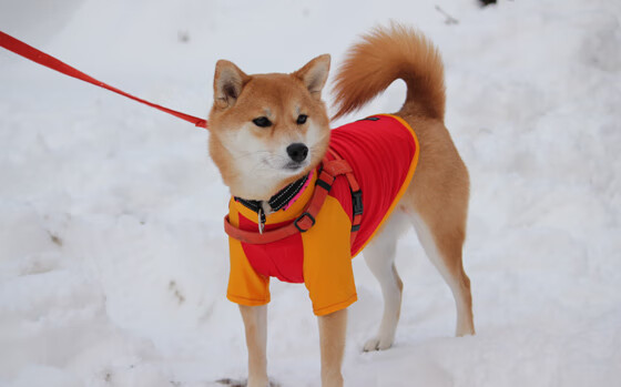 英超球队防守阵型转换对比赛控球率的影响分析,英超攻防转换