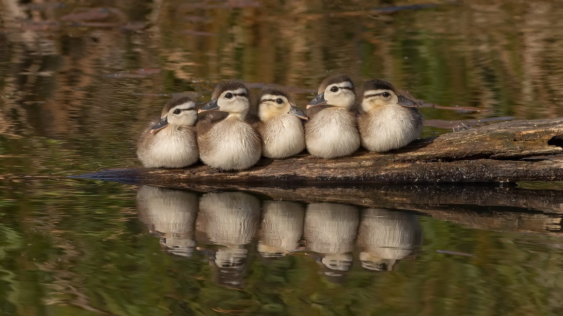 “新加坡游泳池热浪袭来，世界游泳锦标赛赛事精彩纷呈”