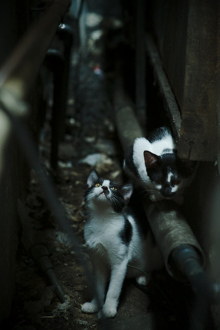 命中率高的球队是否也更擅长防守,球员命中率怎么算