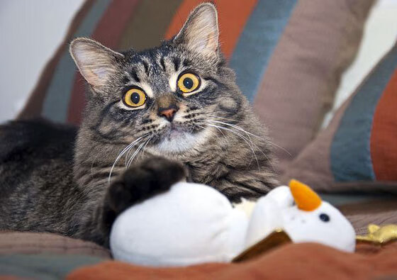 布莱顿控球率领先维持场面优势,布莱顿球队外号