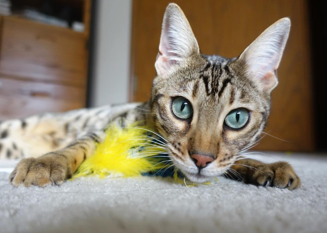 海湾者主力球员准备充分,斗志昂扬,海湾资讯网