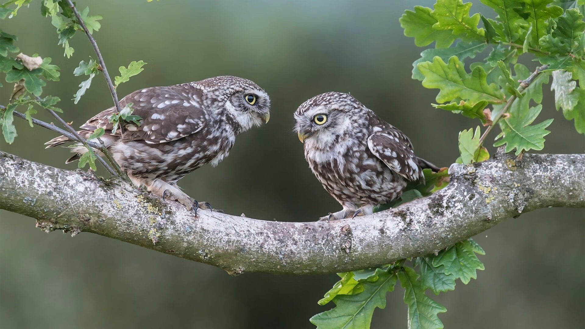 电竞亚洲杯中国队小组出线,亚洲电竞联合会