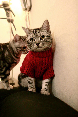 九游app官网下载-解析埃及乒乓赛制：多层次赛事体系如何激励选手，埃及队乒乓球